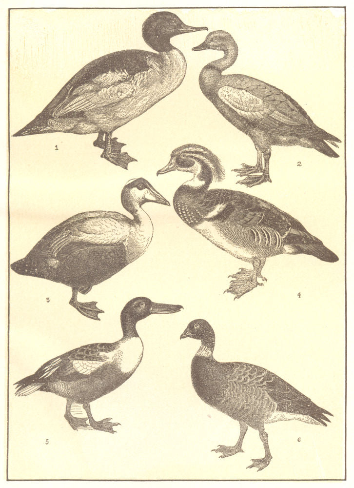 DUCK GOOSE. Goosander; Brahminy; Elder; Wood; Shoveler; Bernicle 1907 print